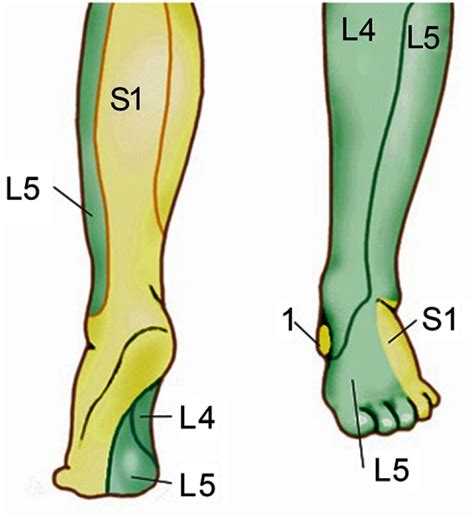Dermatomes Of Lower Limb Great Toe L4 Reflexology Foo