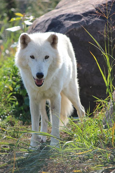 Arctic Wolf Hallo You Arctic Wolf Beautiful Wolves White Wolf