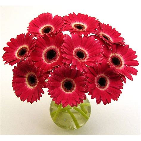Easy to follow acrylic painting tutorial. (Pre-Order) Hot Pink Gerbera Daisies and Vase - Overstock ...