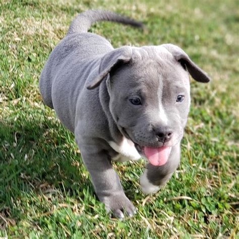 If the poster didn't include a phone number, email, or other contact info, craigslist can notify them via email. Cute blue nose pitbull puppy | Pitbull dog breed, Blue nose pitbull, Pitbulls
