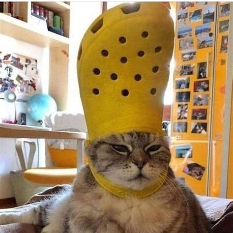 I Said Put It On Your Head Cocoloco Instacat Instacats Meow