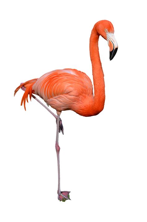 Download Flamingo Png Clipart Hq Png Image Freepngimg