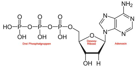 10.1134/s1990747811010028 p.12 right column 2nd paragraph. Experimente von GRIFFITH und AVERY
