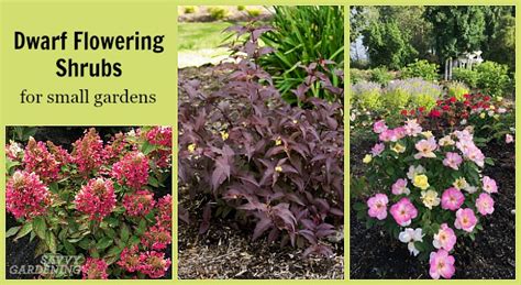 58 Small Or Dwarf Flowering Shrubs With Pictures 53 Off
