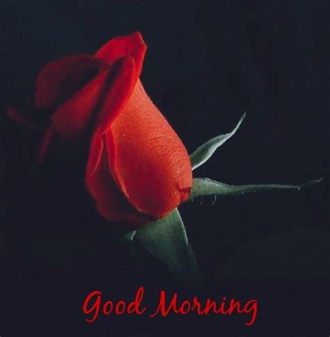 Pin By Maya Kavitha Abdullah On Good Morning Good Morning Morning Best