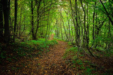 Forest | Forest, Deviantart, Nature