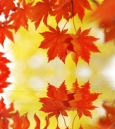 Autumn Maple Leaves — Stock Photo © Haveseen 1799083