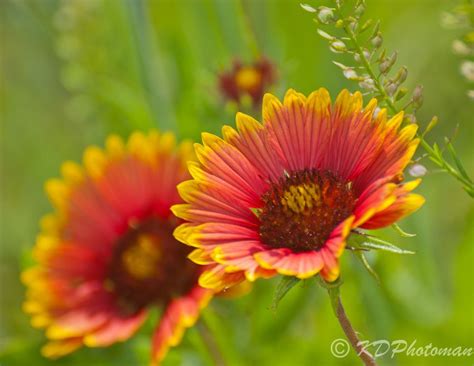 Our network of local florists and flower shops in texas offers same day delivery for all occasions. texas wildflowers names and pictures | Texas Wildflower ...