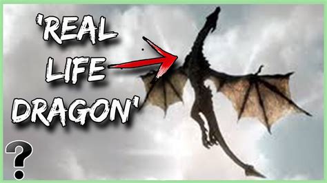 What If Dragons Were Real Youtube