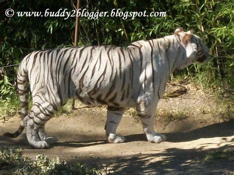 White Tigers Buddy2blogger