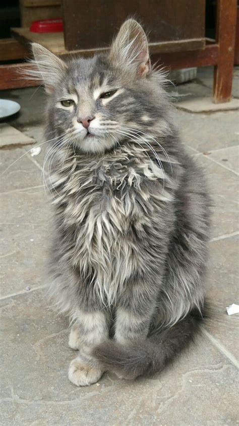 Pin On Turkish Angora Cat