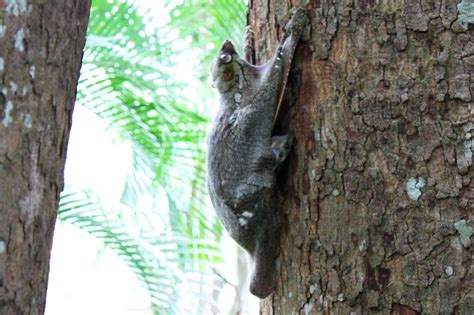 Singapore pools takes a strong play responsibly stand. File:Colugo (Galeopterus variegatus), Singapore Zoo ...