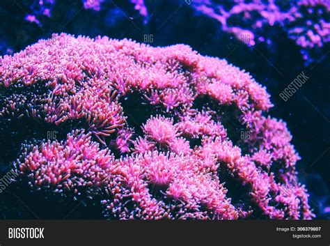 Pink Coral Reef Image And Photo Free Trial Bigstock