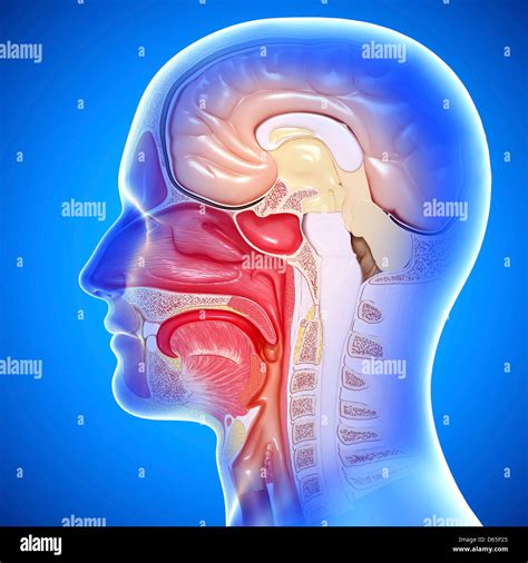 Head Anatomy Artwork Stock Photo Alamy