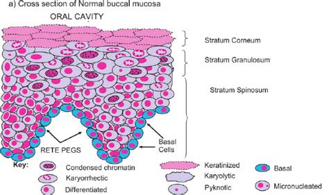 Shows A Cross Section Of Normal Buccal Mucosa Illustrating The
