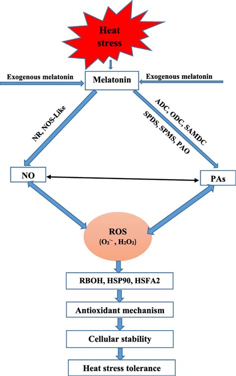 The Schematic Representation Of Possible Mechanism Of Melatonin