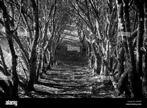 Black And White Arched Jungle Trail Stock Photo Alamy