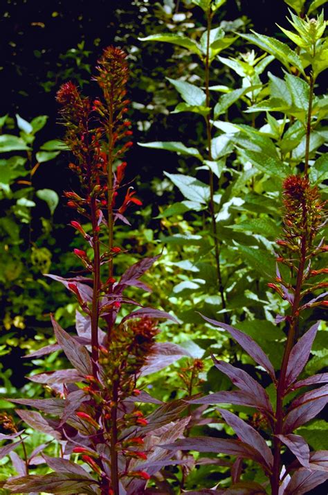 Lobelia Cardinalis Black Truffle