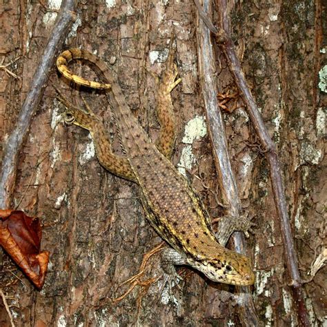 Leiocephalus Carinatus Armouri Northern Curly Tail Lizard A Photo