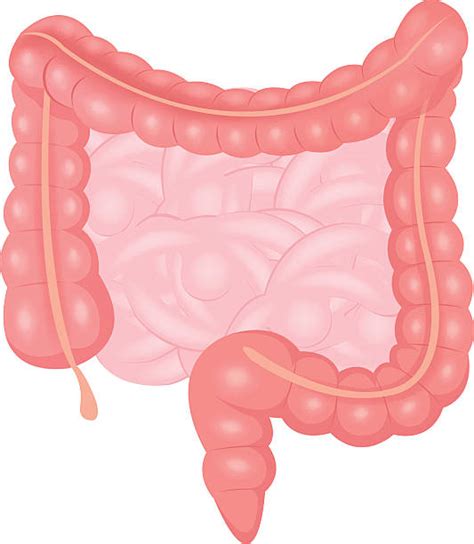 Royalty Free Large Intestine Clip Art Vector Images And Illustrations