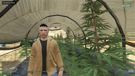 Gta V Rp Fivem Illegal Money Weed And Police Intervention During