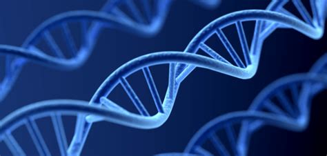Start studying dna and mutation. Autism linked to mutations in 'junk' DNA and not specific ...