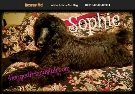 Besides the wash, grooming and nail clipping are also available. ADOPT 18030800361 ~ Poodle Rescue ~ lubbock, TX