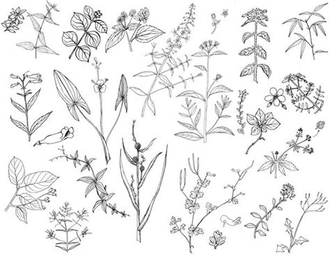Plant Sketches Realistic Drawings Fountain Pen Drawing