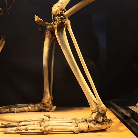 the leg bones connected to the hip bone… ucl researchers in museums