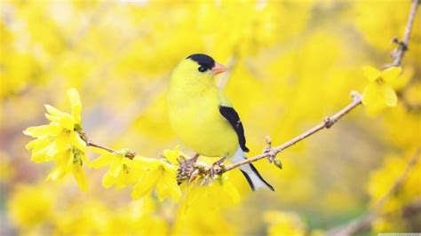 Cute Yellow Bird Wallpaper Birds 1920x1200 Download Hd Wallpaper