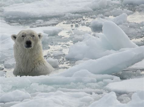 Exploring The Natural History Of Polar Bears National Geographic Blog