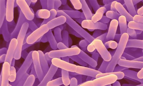 Probiotic Bacteria May Aid Against Anxiety And Memory Problems