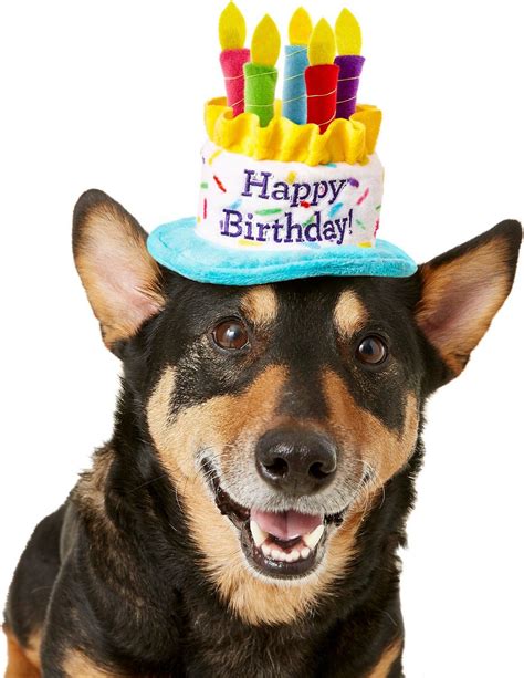 Pin By Alicia Morales On Birthday Love Dog Hat Happy Birthday Funny