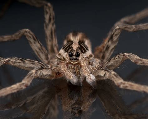 Huge 8 Eyed Wolf Spiders May Invade Your Home This Fall