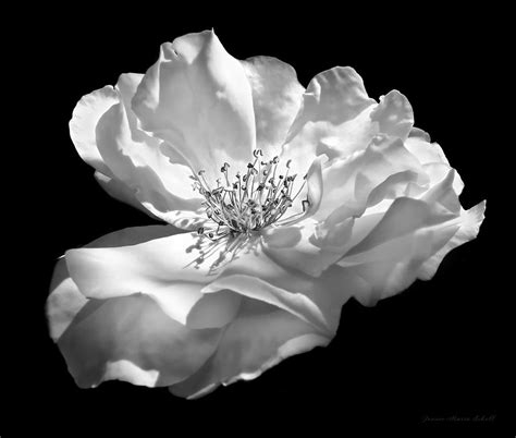 Rose Flower In Full Bloom Black And White Photograph By Jennie Marie