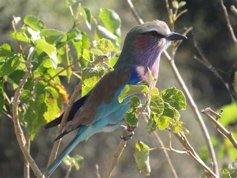 Bird Chobe National Park Smithsonian Photo Contest Smithsonian