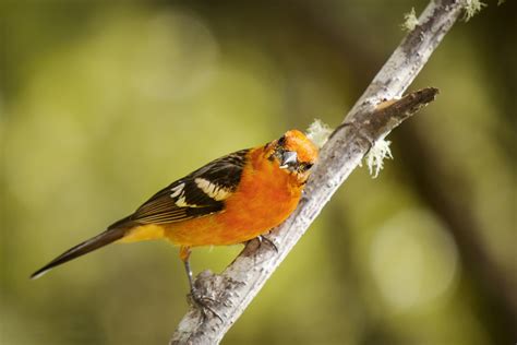 Flame Colored Tanager Audubon Field Guide