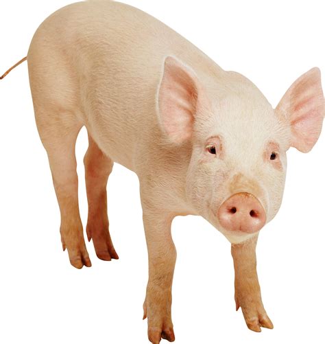 Free Pig Png Transparent Images Download Free Pig Png Transparent