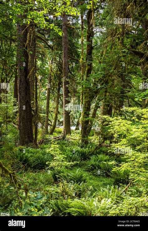 Hoh Rainforest Olympic National Park Washington Usa Stock Photo Alamy