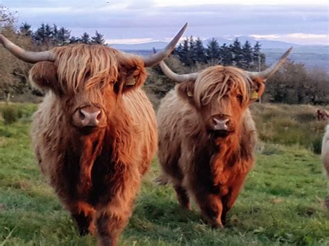 Highland Cattle Black Field Farm