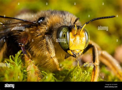 High Magnification Bumblebee Face Portrait Compound Eyes Stock Photo