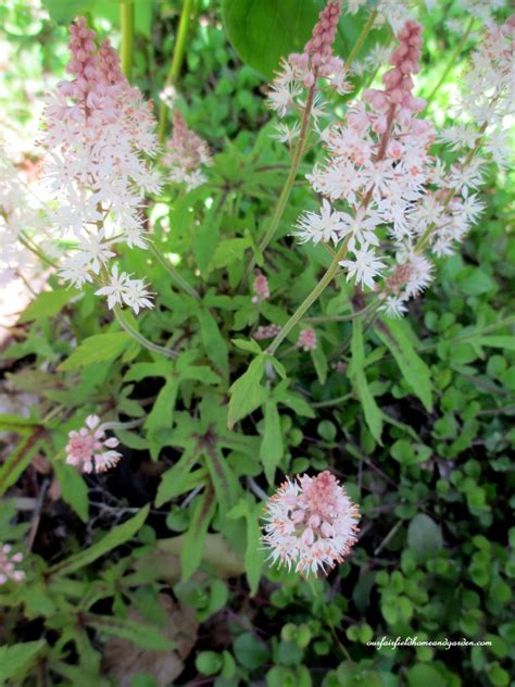 Field Trip ~ Mt Cuba Centers 10th Annual Wildflower Celebration Our