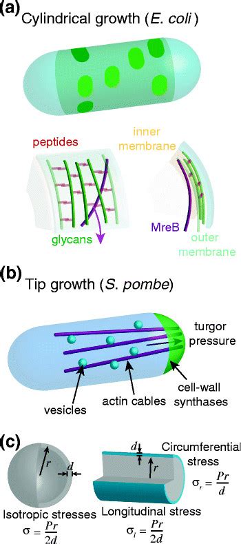 Mechanisms Underlying Rod Shaped Cell Wall Growth A Top In