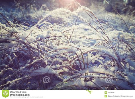Winter Meadow Stock Image Image Of Closeup Flora Snowdrift 64624381