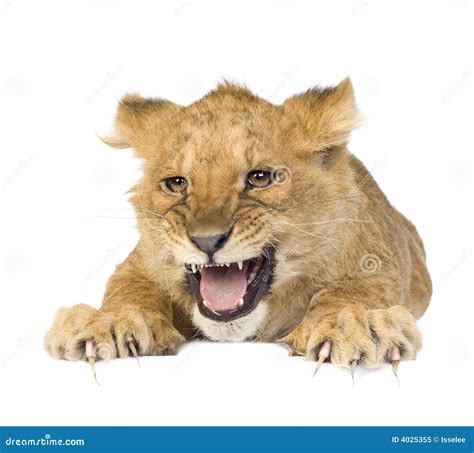 Lion Cub 5 Months Stock Image Image Of Predator Angry 4025355