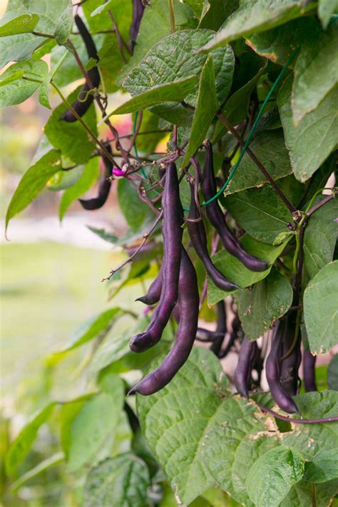 Best Ideas For Coloring Bean Plant Growth