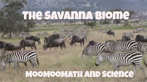 Savanna Grassland Biome Facts Youtube