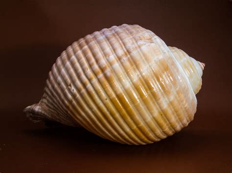 Free Images Food Seafood Close Material Shell Invertebrate Seashell Clam Conch Cockle