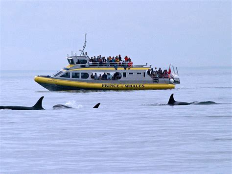 Vancouver Whale Watching Cruise And Overnight Hotel Stay In