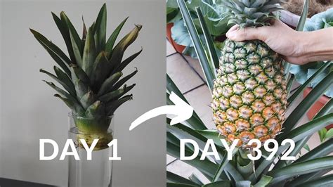 How To Grow Pineapple From Crown To Harvest Part 1 0 9 Months Youtube
